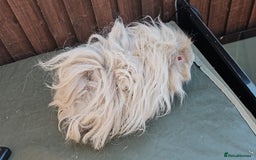 Guinea Pig rodents for sale: Lunkarya  - Image 11