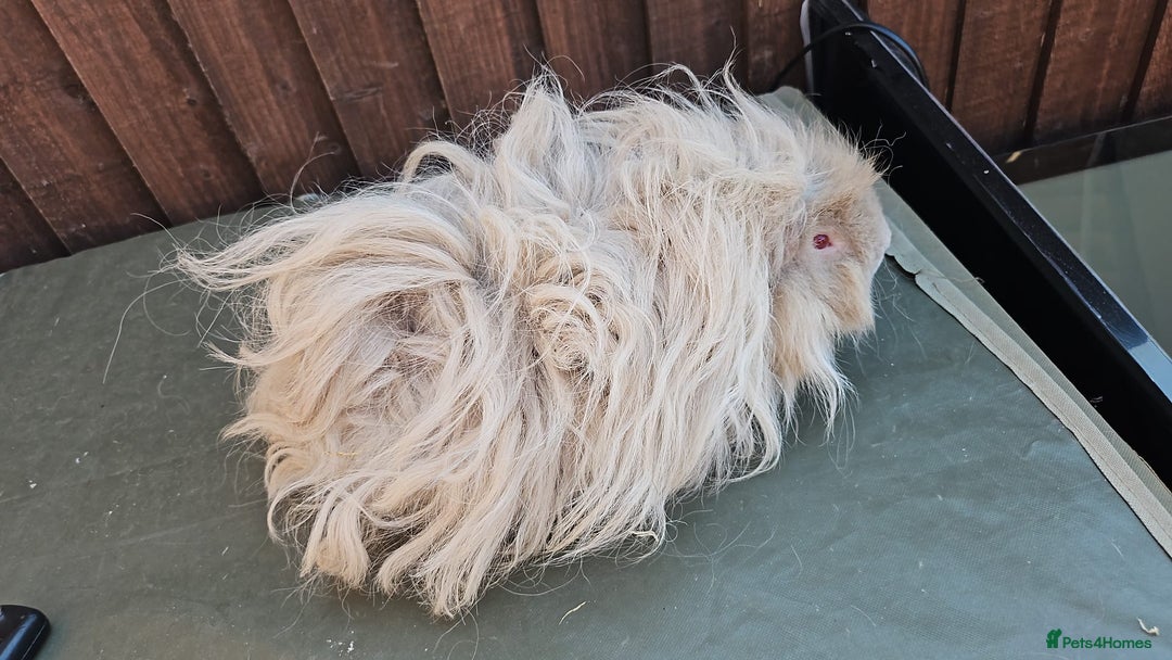 Guinea Pig rodents for sale: Lunkarya  - Image 11