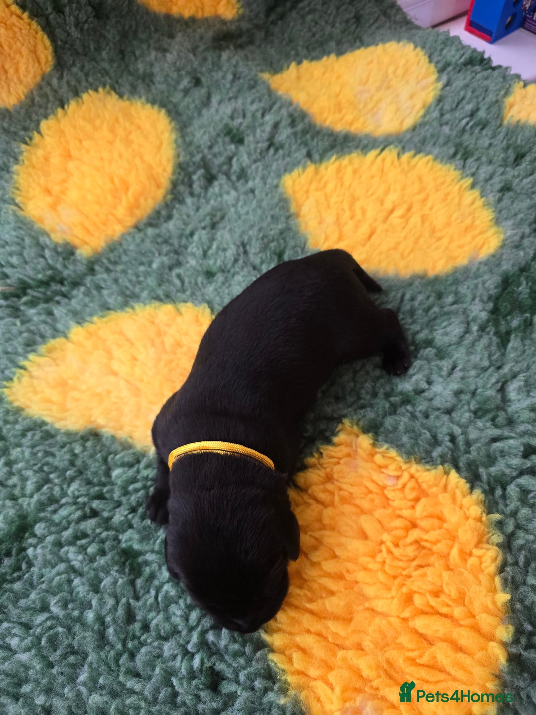 Labrador Retriever dogs for sale: KC Registered Labrador Puppies. - Advert 30