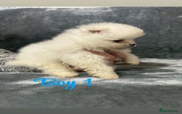 Pomeranian dogs for sale: Teddy bear optic white Pomeranians puppies - Advert 5