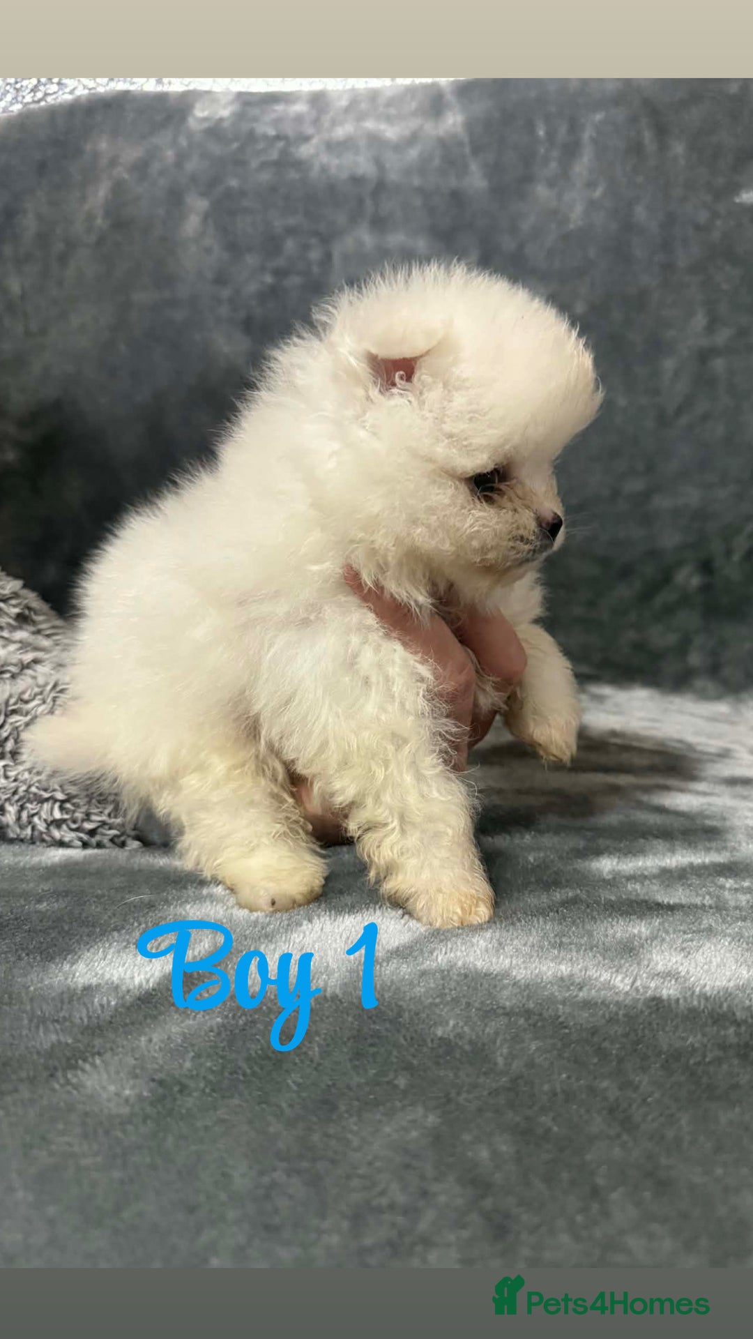 Pomeranian dogs for sale: Teddy bear optic white Pomeranians puppies - Advert 5