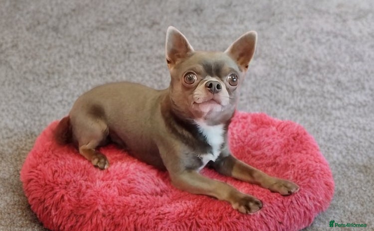 Chihuahua dogs KC reg PROVEN STUD - Health tested clear  - Advert 9