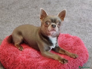 Chihuahua dogs KC reg PROVEN STUD - Health tested clear - Advert 19