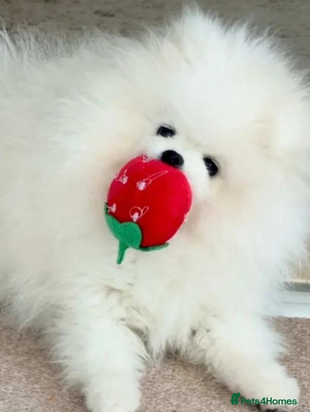Pomeranian dogs for sale: 20 weeks old, KC registered Pomeranian Puppy - Advert 1