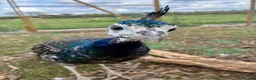Peafowl poultry for sale: Black shoulder peacocks for sale - Advert 2