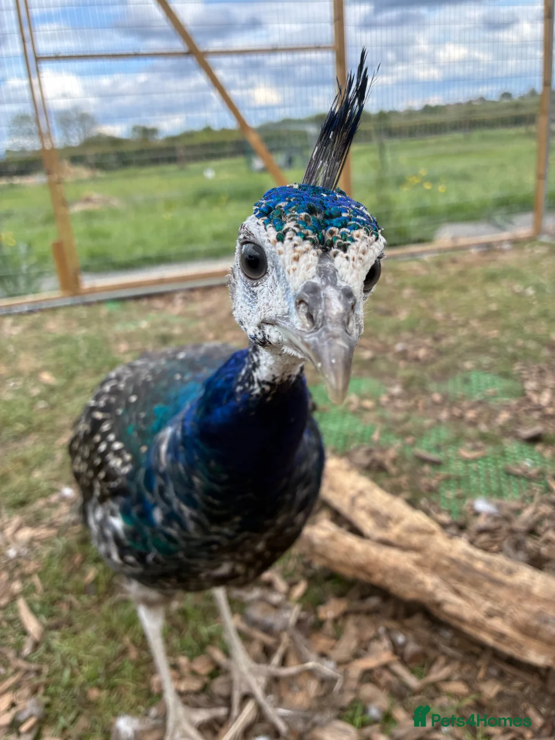 Peafowl poultry for sale: Black shoulder peacocks for sale - Advert 2