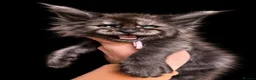Maine Coon cats for sale: 9 STUNNING BLACK SMOKE MAINE COON CUBS  - Advert 18