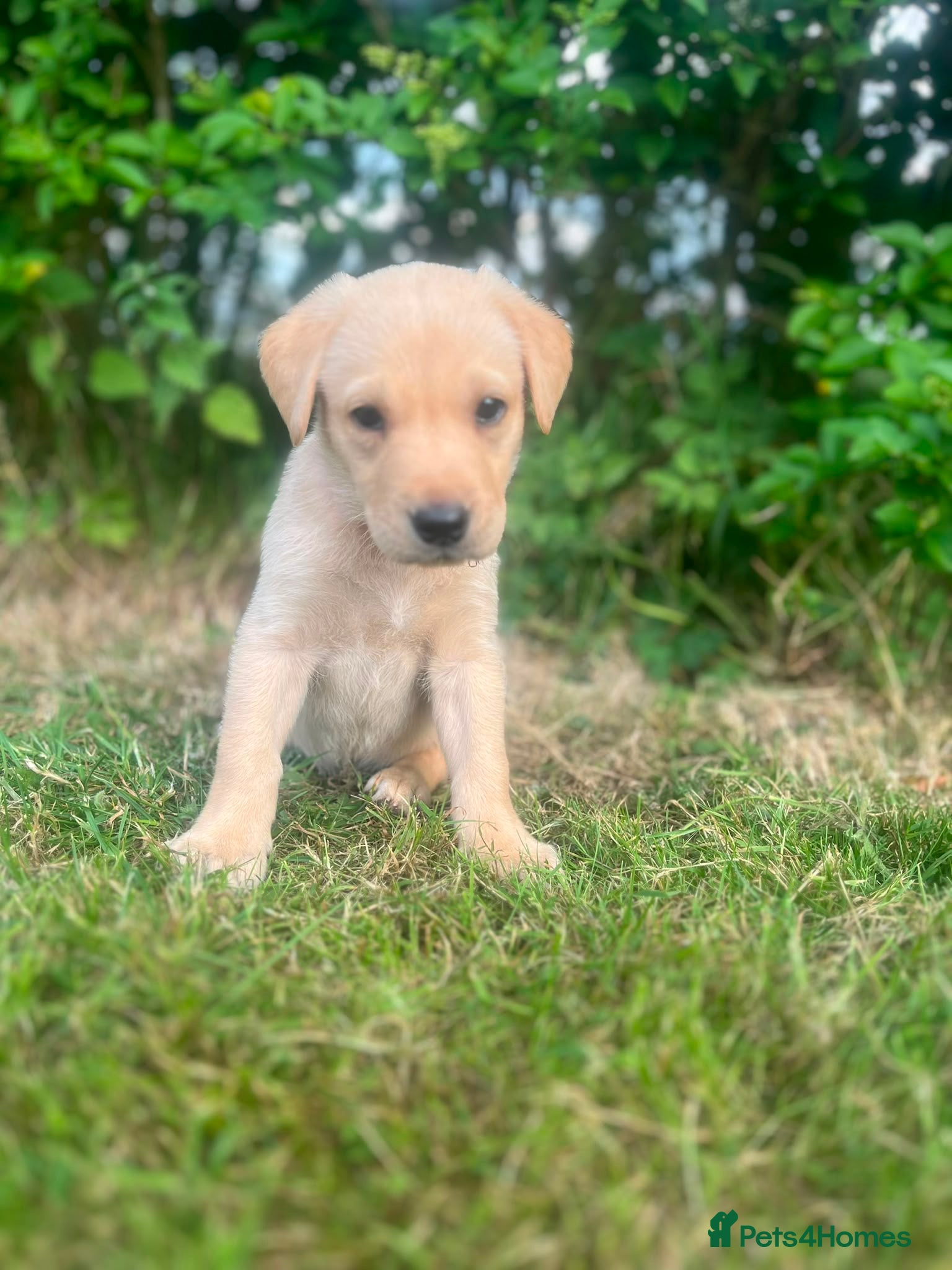 Labrador Retriever dogs 8 beautiful labradors for sale.  - Advert 2