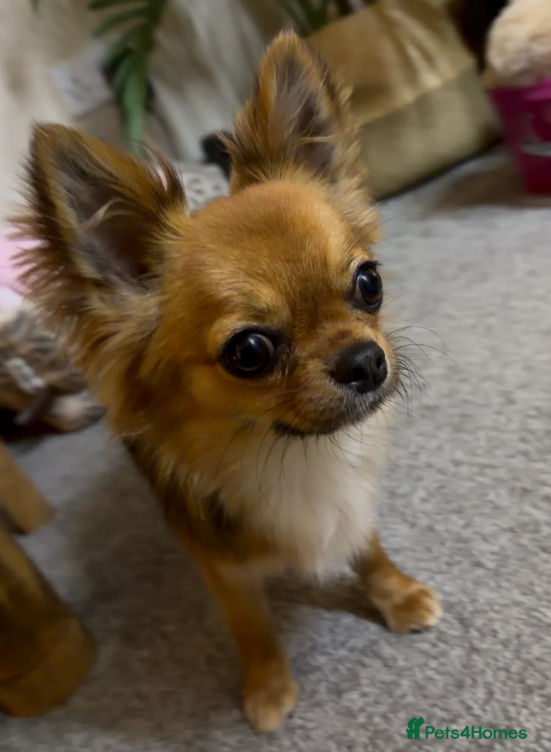 Chihuahua dogs for sale: Beautiful Chihuahua Girl needing forever Home 🐾 - Advert 1