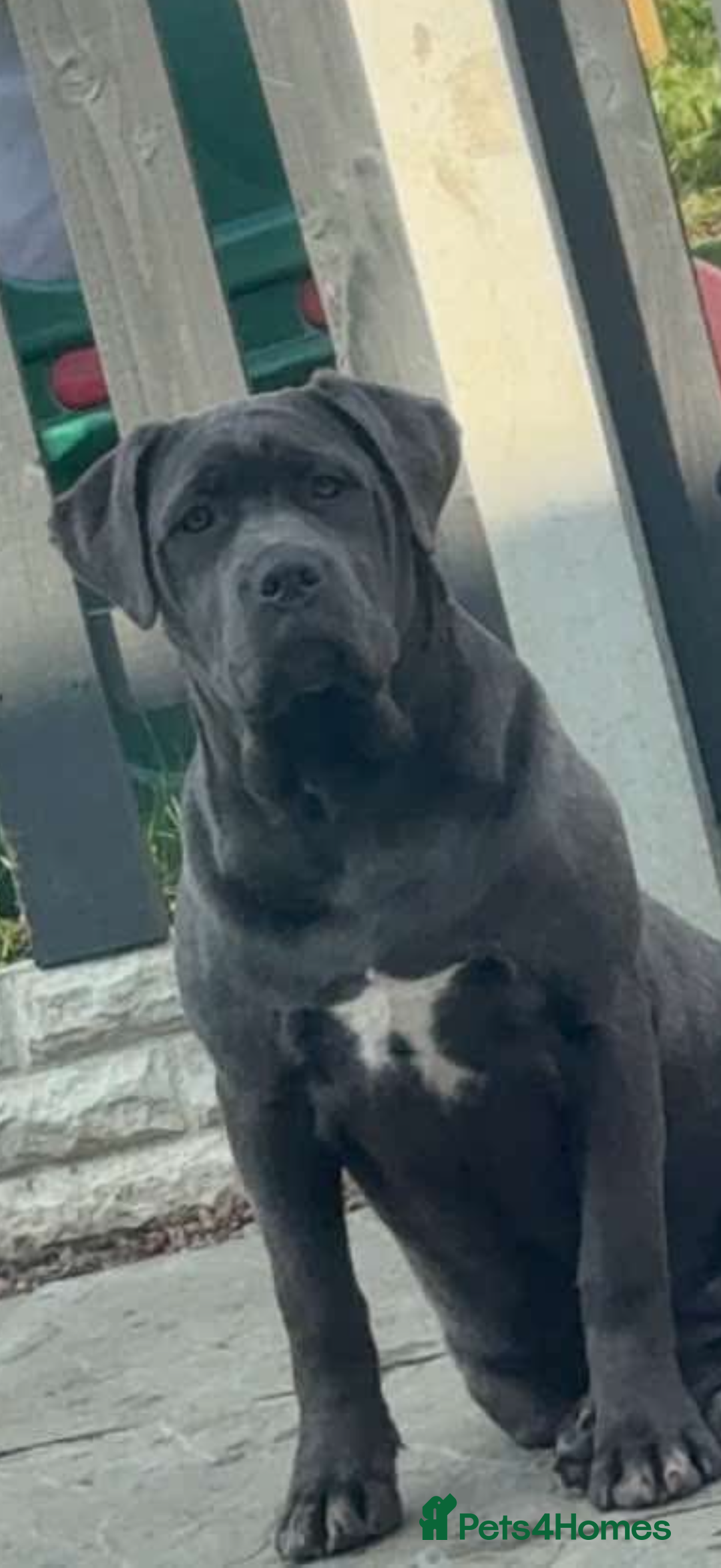 Cane Corso dogs for sale: 1 year old Cane corso for sale  - Advert 1