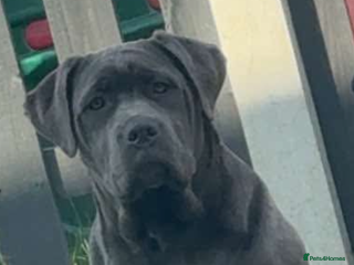 Cane Corso dogs 1 year old Cane corso for sale - Advert 1
