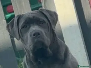 Cane Corso dogs 1 year old Cane corso for sale - Advert 7