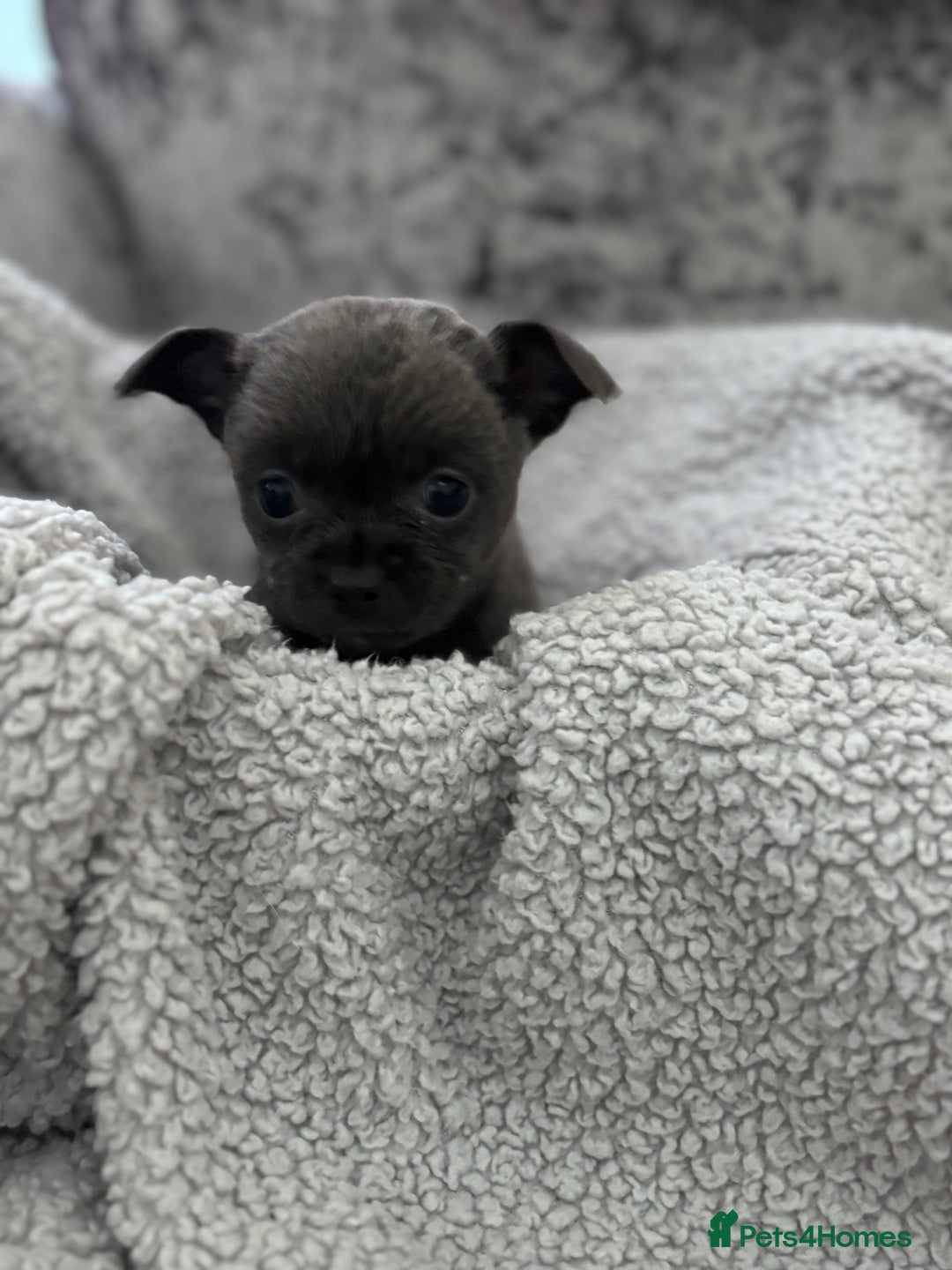 Chihuahua dogs for sale: KCREG Long/Shorthair chihuahua Champ/russian Lines - Advert 16