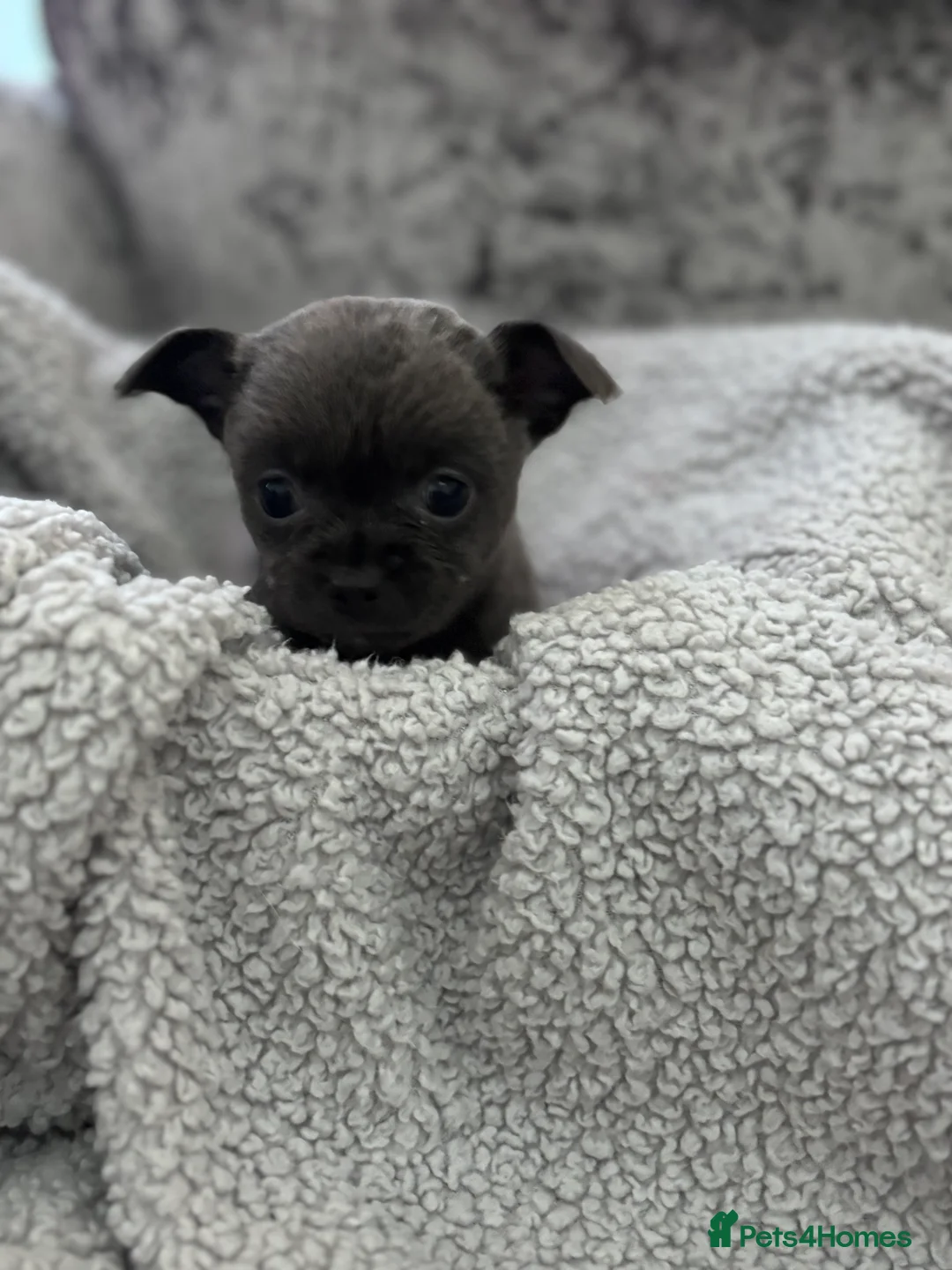 Chihuahua dogs for sale: Last boy KC REG chihuahua Champ/russian READY NOW - Advert 12