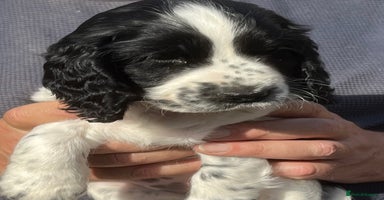 Cocker Spaniel dogs - Advert 11
