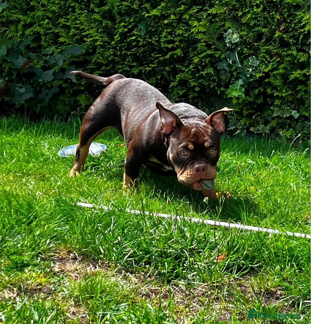 American Bully dogs for sale: Micro bully  - Advert 3