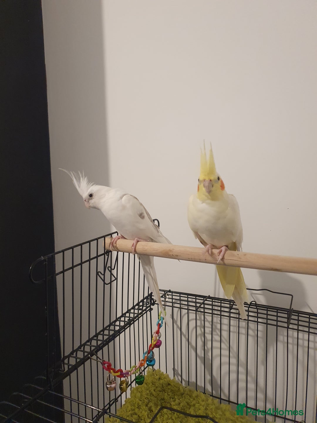 Cockatiels birds for sale: 2 x Male Cockatiels - Image 4