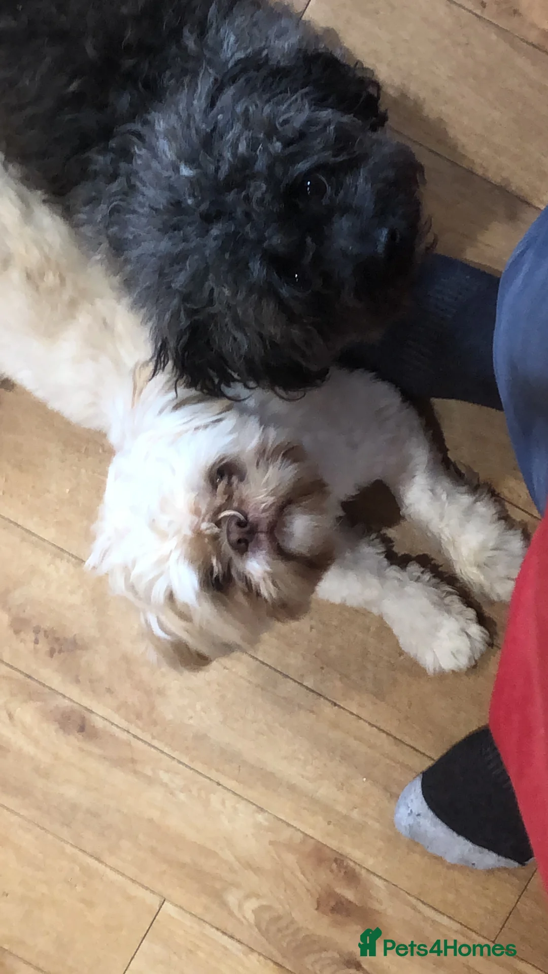 Shih Tzu dogs for stud: Pure breed male shih tzu stud  in Milton Keynes - Advert 4