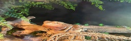 Bearded Dragon reptiles for sale: Bearded dragon and enclosure  - Advert 1
