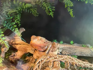 Bearded Dragon reptiles Bearded dragon and enclosure - Advert 9