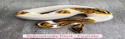 Python Snake reptiles for sale: Female Combo Pied Ball Pythons - Ready Now  - Advert 2