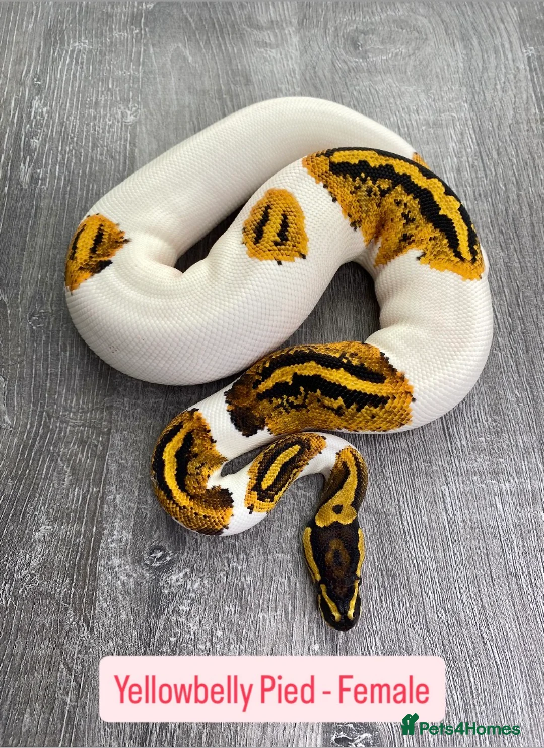 Python Snake reptiles for sale: Female Combo Pied Ball Pythons - Ready Now  - Advert 2