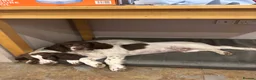 English Springer Spaniel dogs for sale: KC Working ESS puppies Ready to be rehomed now - Advert 5
