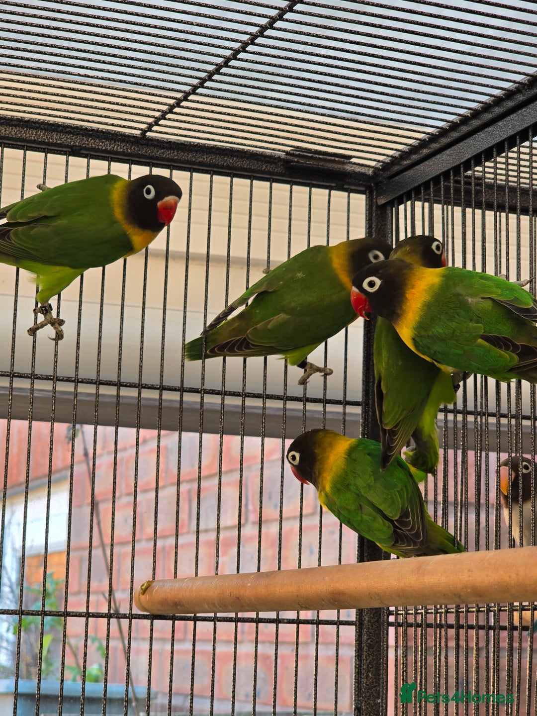 Lovebirds birds for sale: Blackmasked young lovebirds for sale - Advert 9