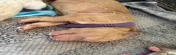 Mixed Breed dogs for sale: 🐾 Australian Double Doodle Puppies Expected 🐾 - Advert 33