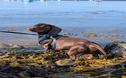 Dachshund dogs for stud: Standard Dachshund for stud - Image 3