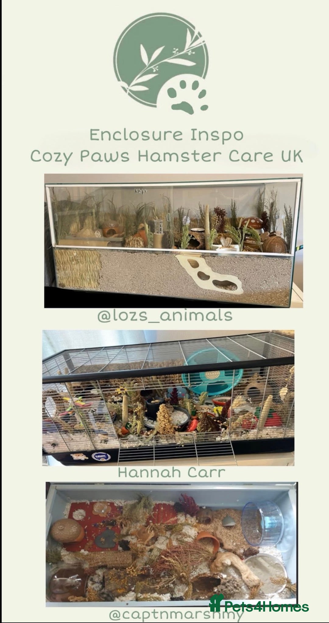 Hamster rodents for sale: 🐹 Sweet Tame Hamster! 🐹 - Advert 7