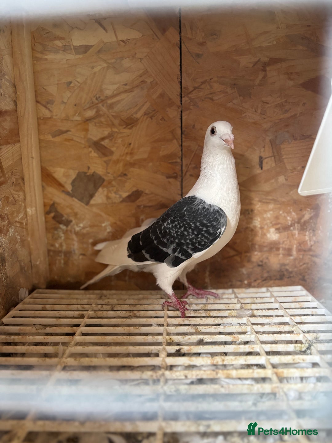 Pigeons birds for sale: Saddle pigeon  - Image 2
