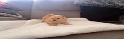 Pomeranian dogs for sale: 🐻 Adorable Teddy Bear puppies 1 girl and 3 boys🐻 - Advert 4