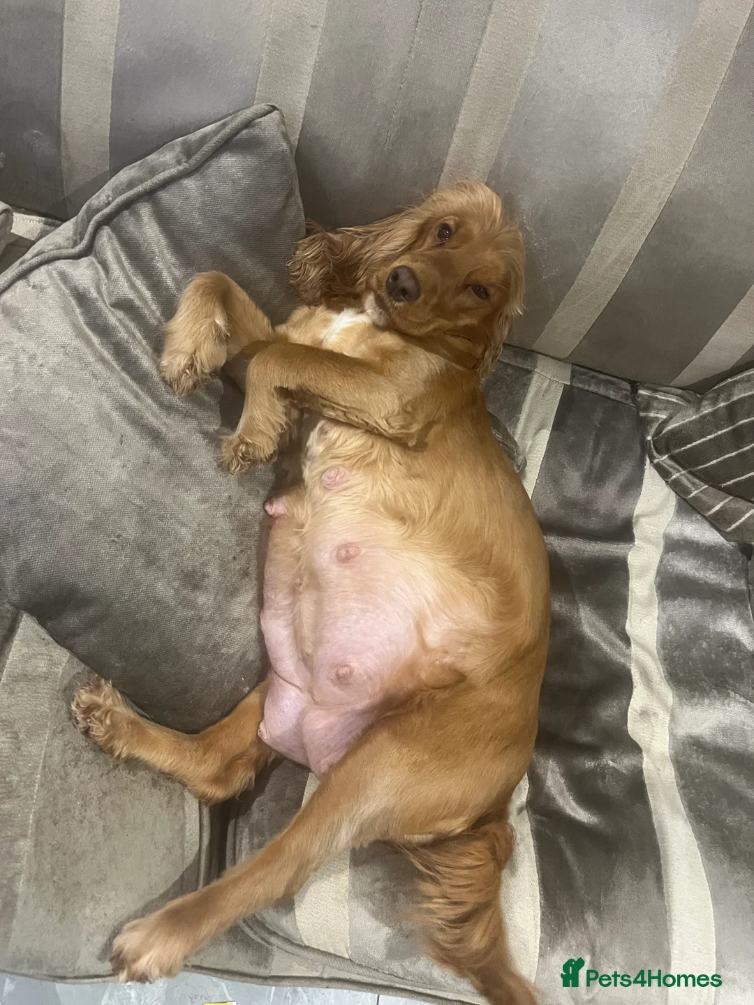 Cockapoo dogs for sale: 6 F1 cockapoo puppies  - Advert 9