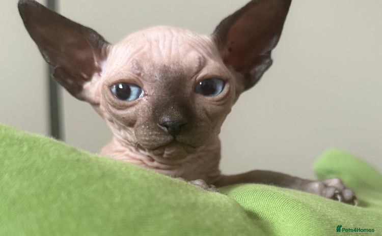 Sphynx cats - Advert 3