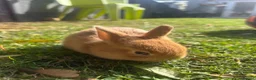 Netherland Dwarf rabbits for sale: 5 Netherland Dwarfs Baby Rabbits (3 weeks old)  in Birmingham - Advert 10