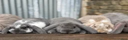 French Lop rabbits for sale: Stunning xl French lops  - Advert 21