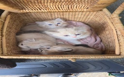 Ragdoll cats for sale: Pedigree Tica Boys Ragdoll  - Image 4