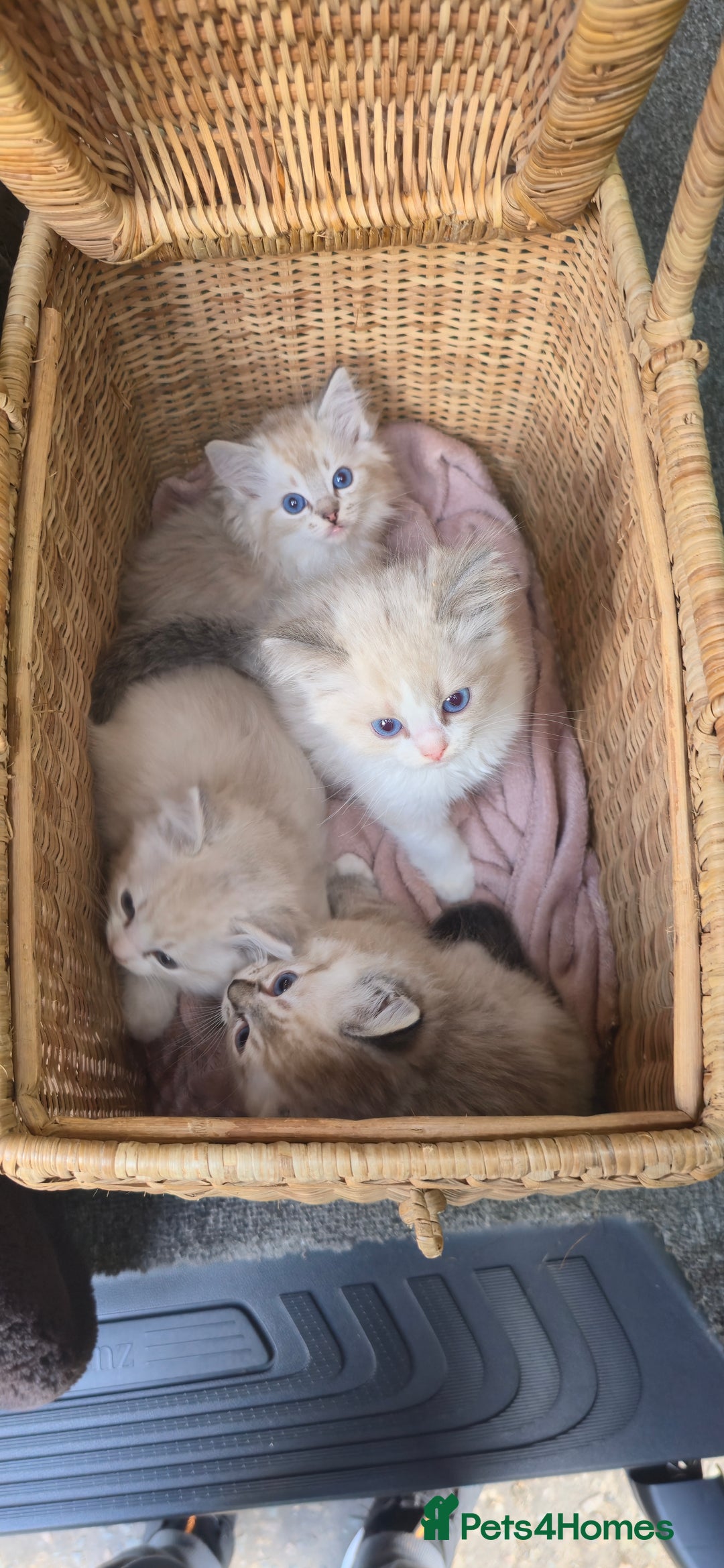 Ragdoll cats for sale: Pedigree Tica Boys Ragdoll  - Image 4