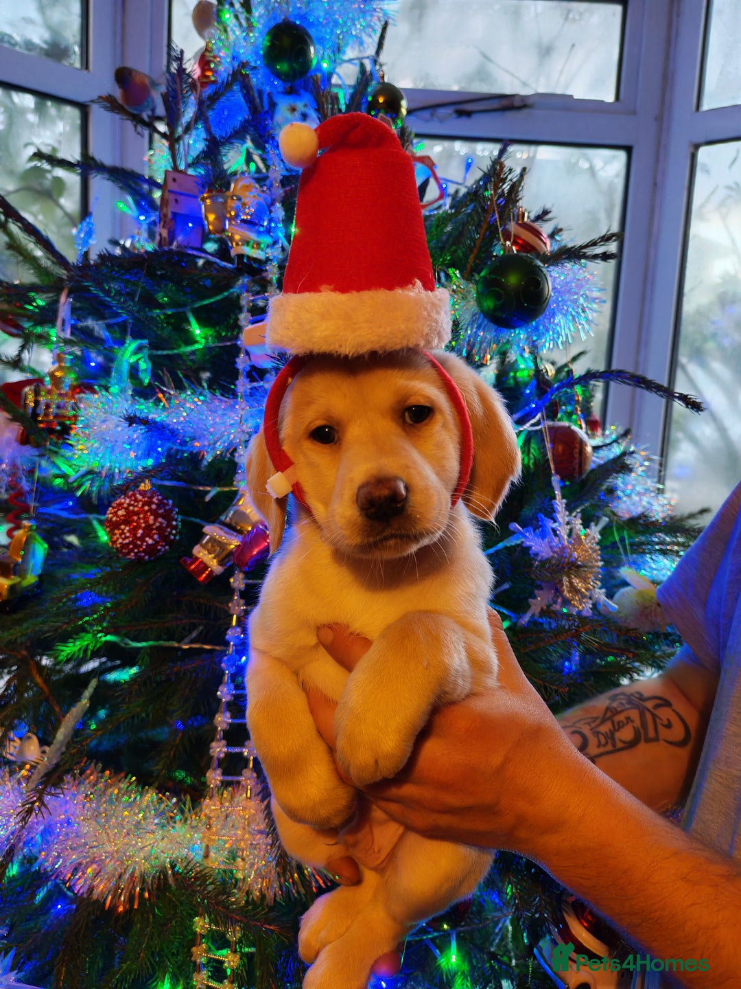 Labradoodle dogs for sale: Beautiful labradoodle puppies for sale  - Advert 14