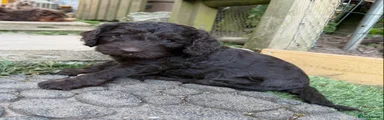 Cockapoo 6