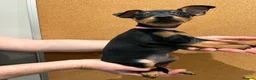 Miniature Pinscher dogs for sale:  Beautiful Purebred Miniature Pinscher Puppies  in Wakefield - Advert 3