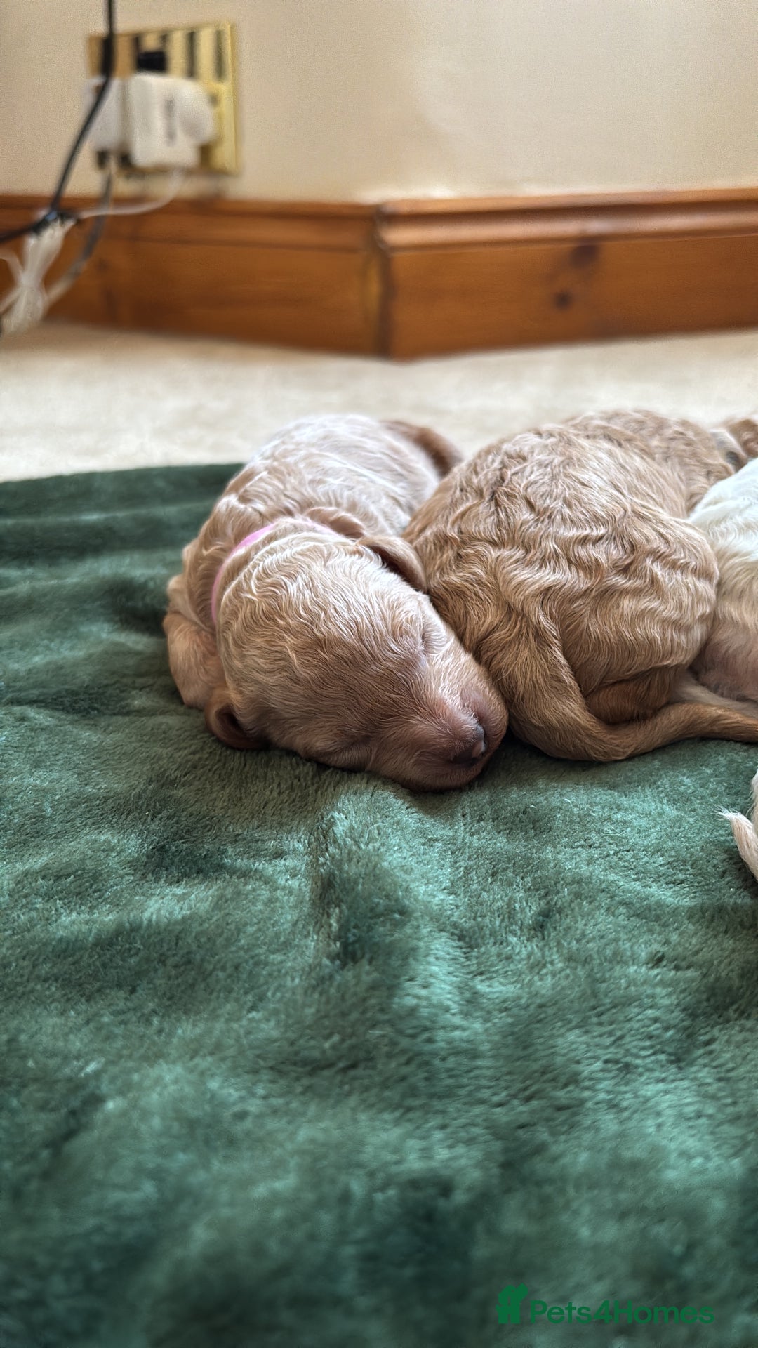 Cavapoochon dogs for sale: 5 cavapoochon puppies looking for forever homes - Image 13