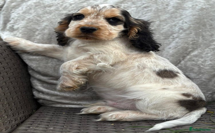 Cocker Spaniel dogs - Advert 13