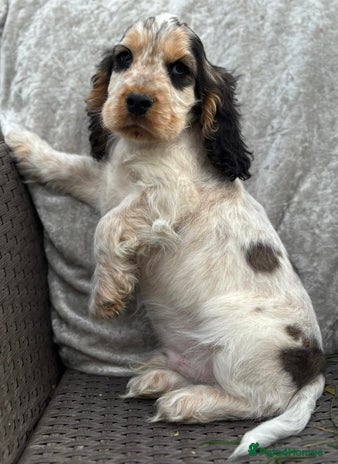 Cocker Spaniel dogs - Advert 13