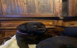 Labrador Retriever dogs for sale: 6 Adorable Chocolate Labs for Sale - Image 9