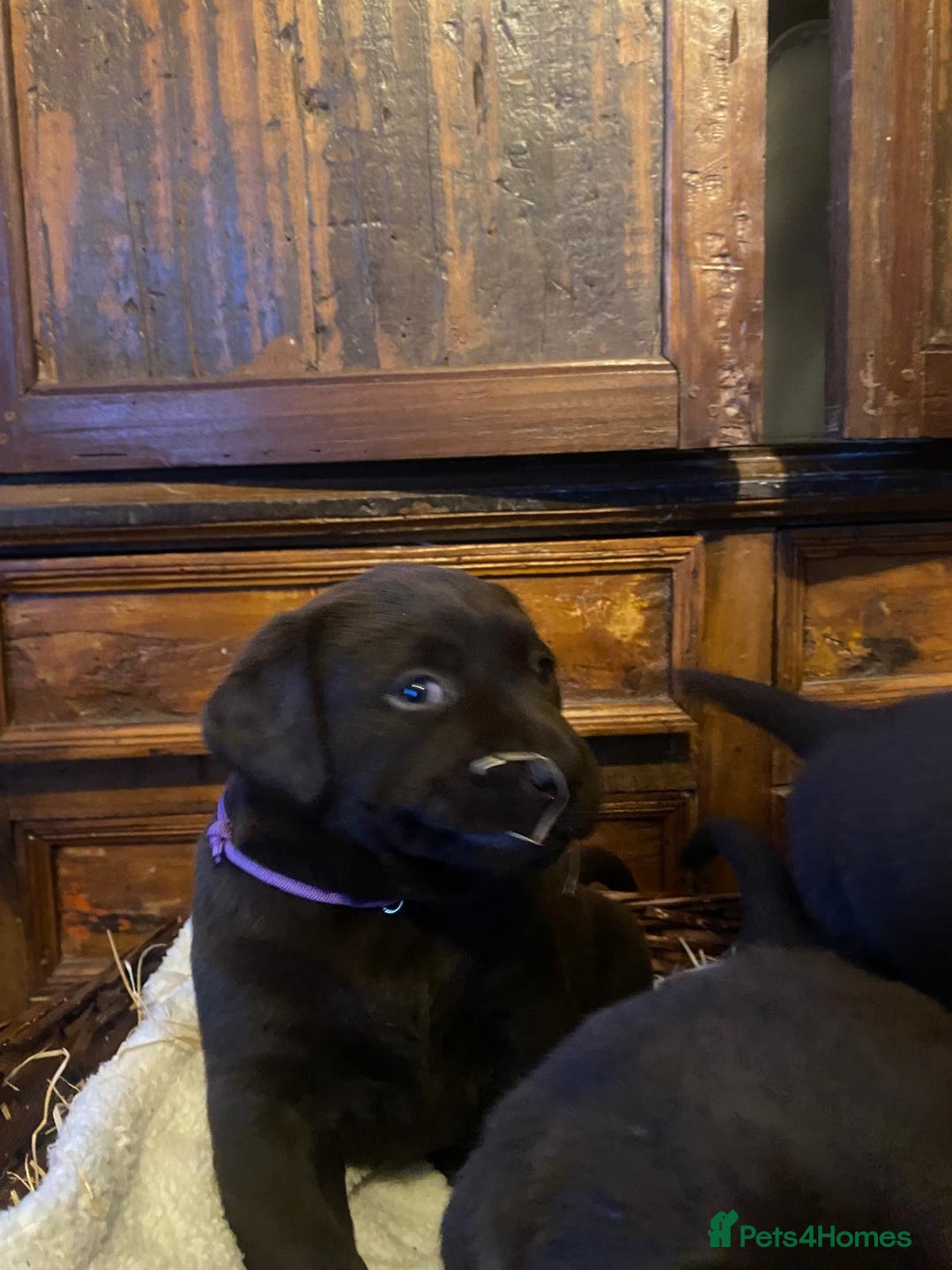 Labrador Retriever dogs for sale: 6 Adorable Chocolate Labs for Sale - Image 9