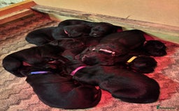 Labrador Retriever dogs for sale: Beautiful Labrador Puppies - Image 2