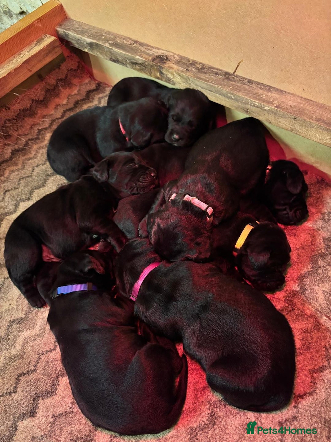 Labrador Retriever dogs for sale: Beautiful Labrador Puppies - Image 2