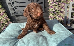 Mixed Breed dogs for sale: Goldendoodle/Australian double doodles  - Image 27